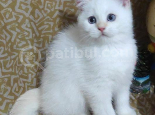 Bri̇ti̇sh Shorthai̇r-Longhai̇r Yavrularim görsel